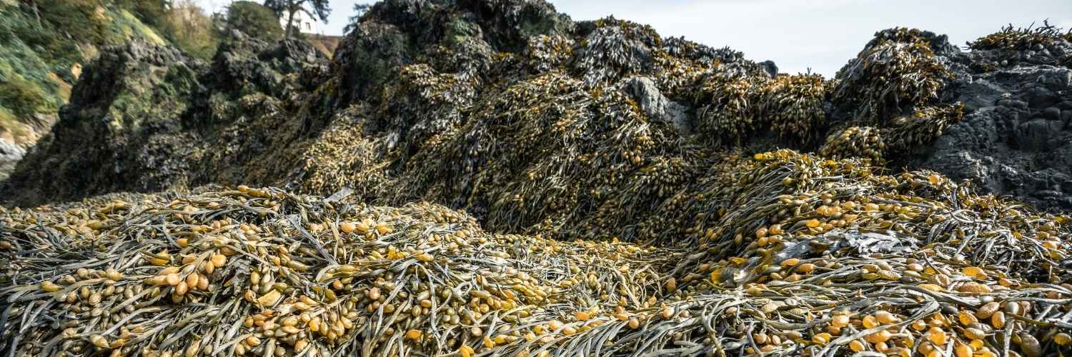 Photo d'une vaste étendue de rochers recouverts d'Ascophyllum Nodosum