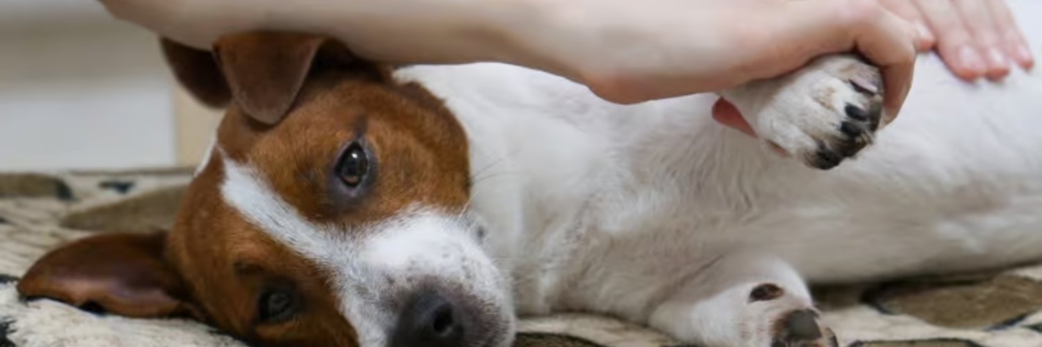 Un chien ayant de l'arthrose se faisant manipulé. 