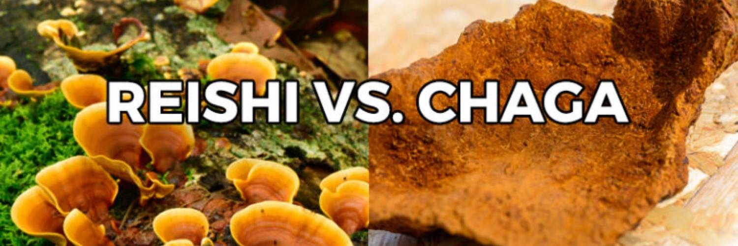 Reishi ou Chaga : quel champignon choisir pour un meilleur sommeil ?