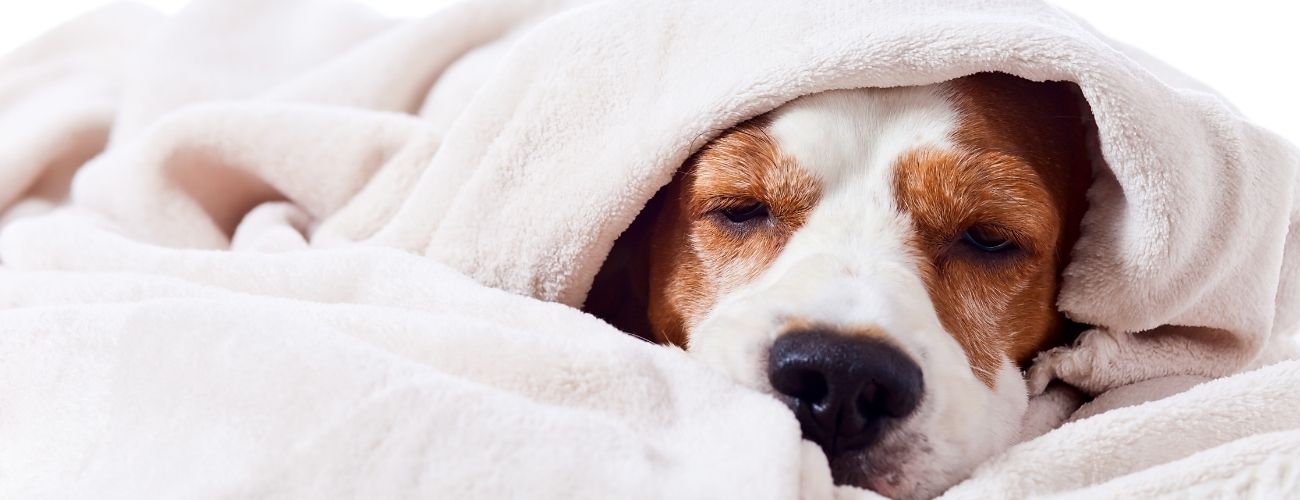 Un chien se reposant dans une couverture