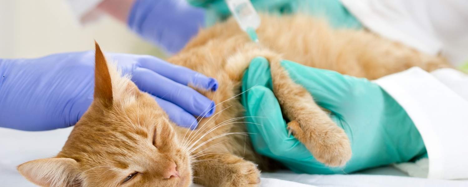 Photo d'un chat recevant une injection d'insuline