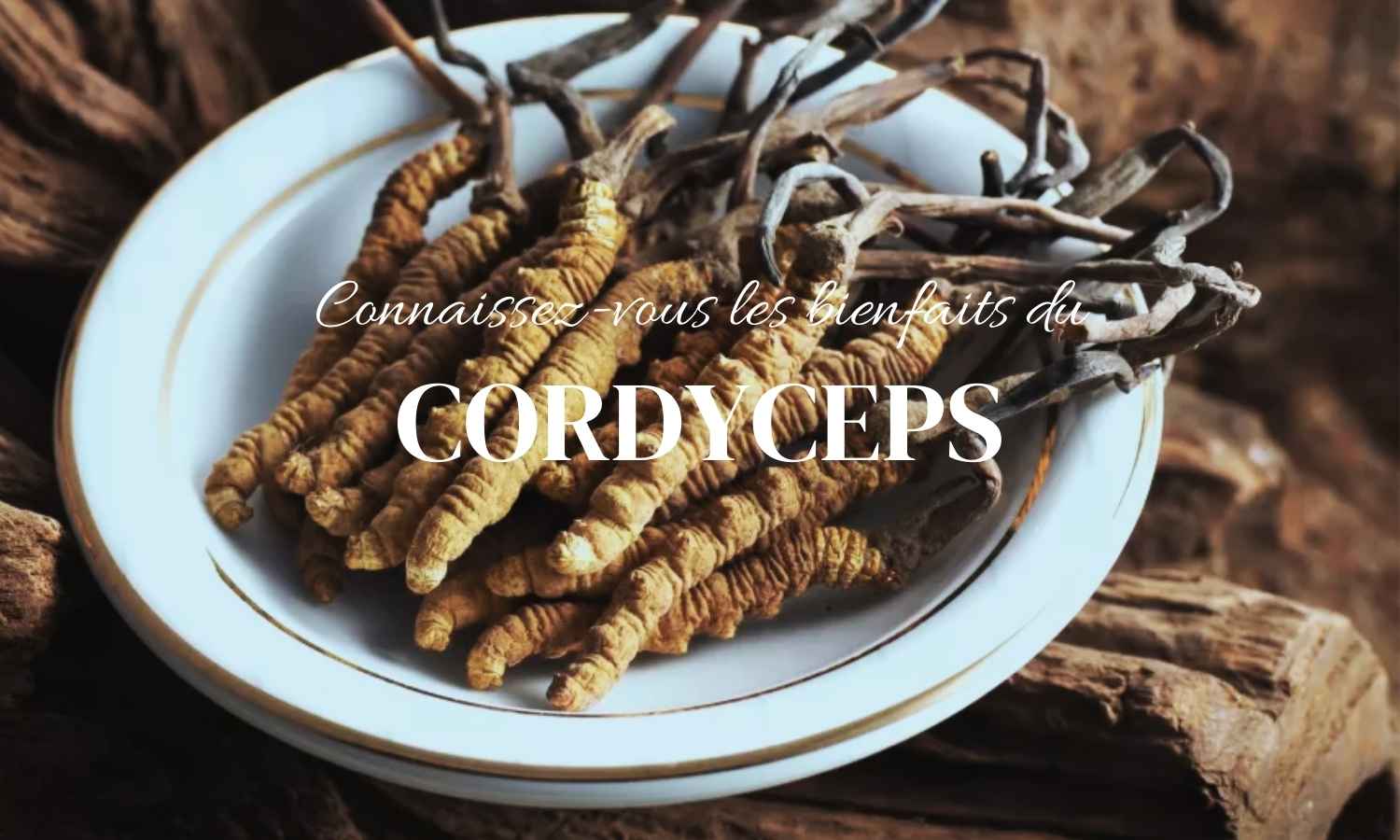 Du cordyceps dans une assiette