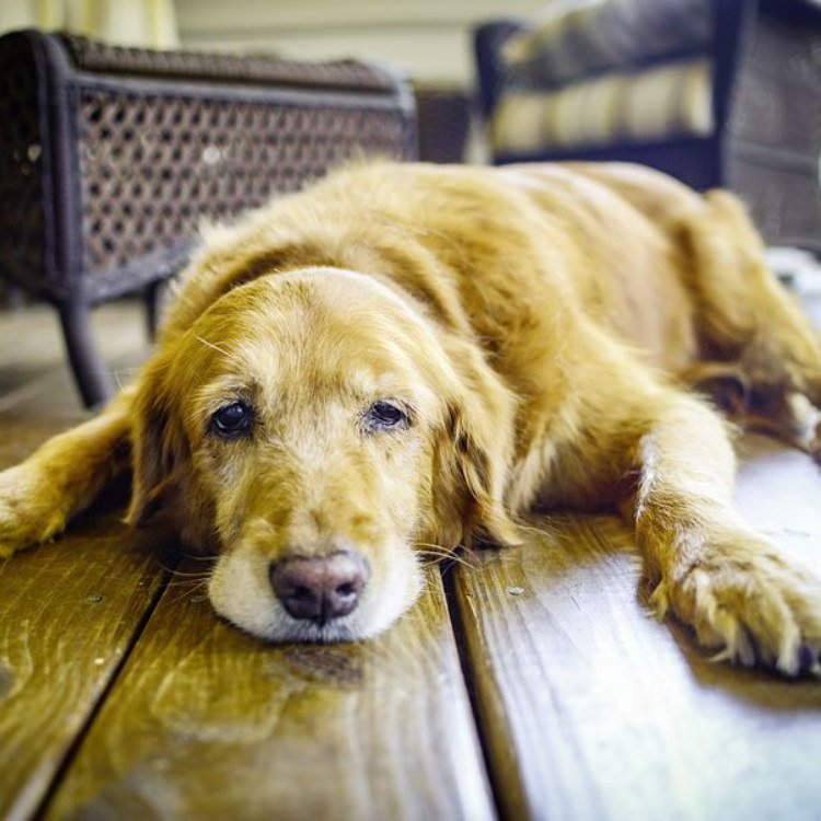 Un chien souffrant d'arthrose