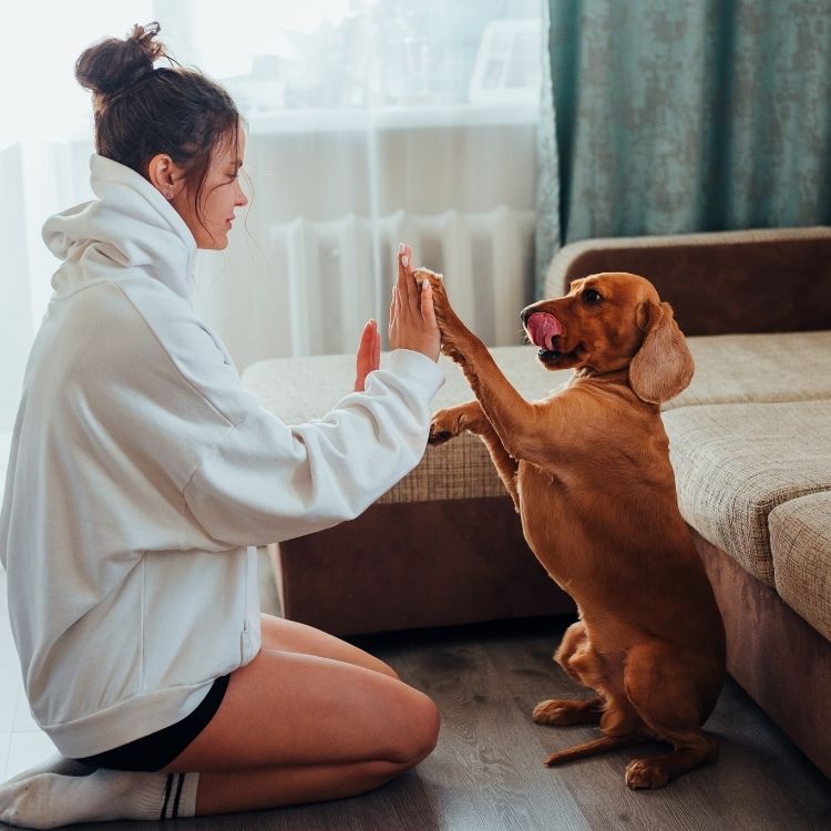 Un chien qui donne la patte à sa maitraisse