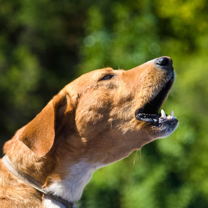 Un chien qui aboie et qui semble avoir mal