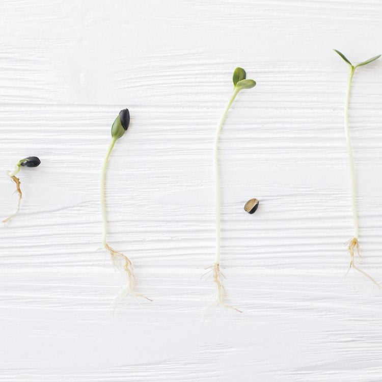 Des pousses de légumes bio à différents stades de leur croissance