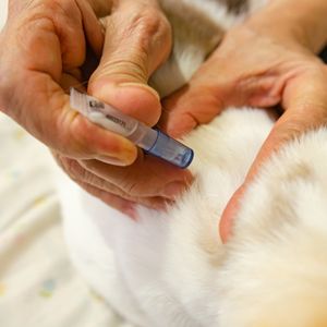 Antiparasitaire Naturel pour la Maison