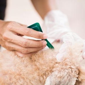 Un homme appliquant une pipette anti-tîques à son chien