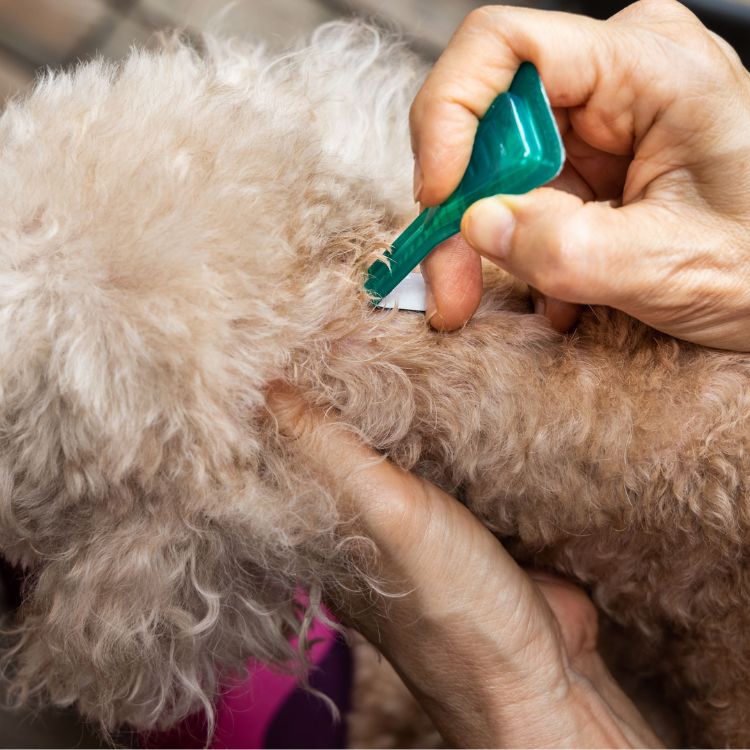 main appliquant une pipette d'anti-puce sur un chien