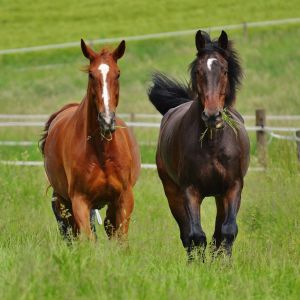 Chevaux - Naturellement Bio