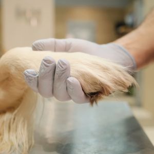 Un chien donnant la pâte à un vétérinaire