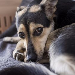 Photo d'un chien ayant l'air stressé