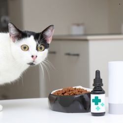 Un chat regardant sa gamelle à côté de laquelle est posé une boite de compléments alimentaires