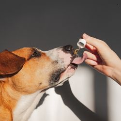 Image d'un chien en train de prendre des compléments alimentaires liquides avec une pipette