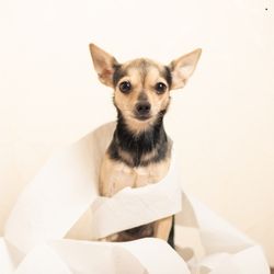 Photo d'un chien qui a enroulé autour de lui du papier toilette