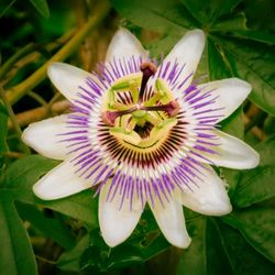 Fleur de passiflore en gros plan, avec ses pétales blanches et violettes et son cœur unique.