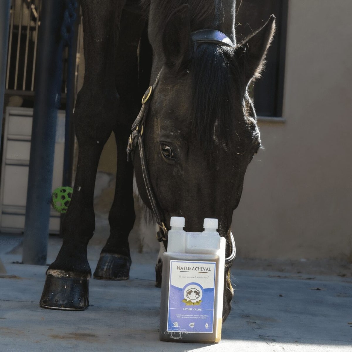 Un bidon de 1L de Arthri'Calme de la marque Naturacheval posé devant un cheval noir