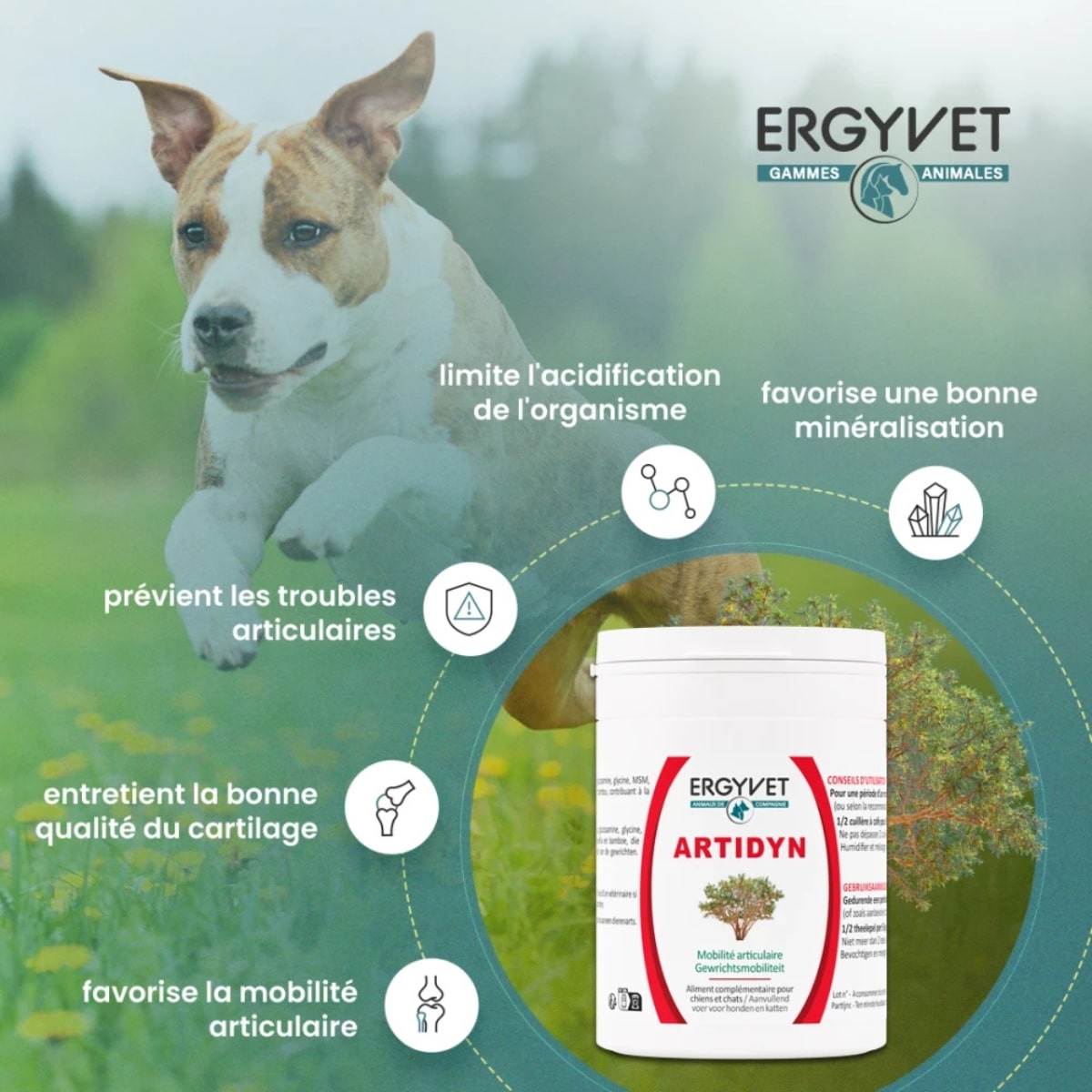 Bienfaits de l'artidyn de la marque ergyvet