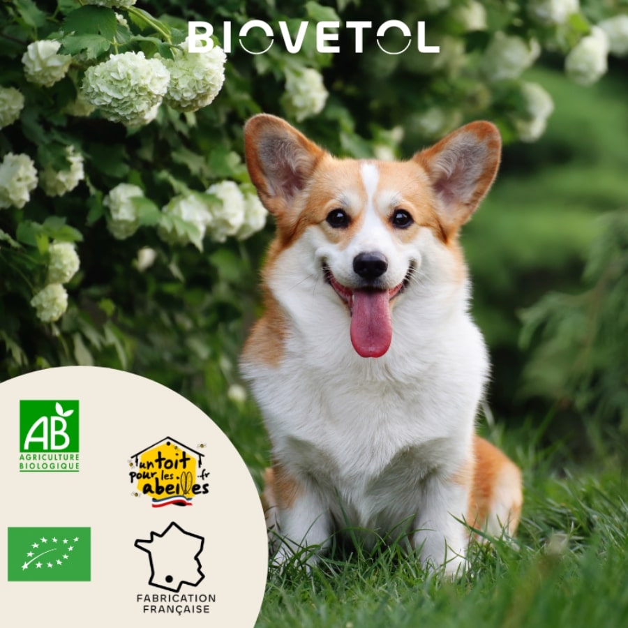 Un corgi dans un jardin avec les logos agriculture biologique, fabrication française et un toit pour les abeilles ainsi que le logo de la marque Biovetol