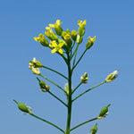 Une fleur de caméline devant un ciel bleu