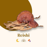 Illustration champignon Reishi
