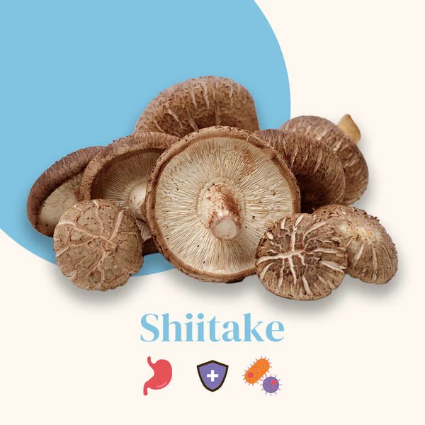 Illustration champignon Shiitake