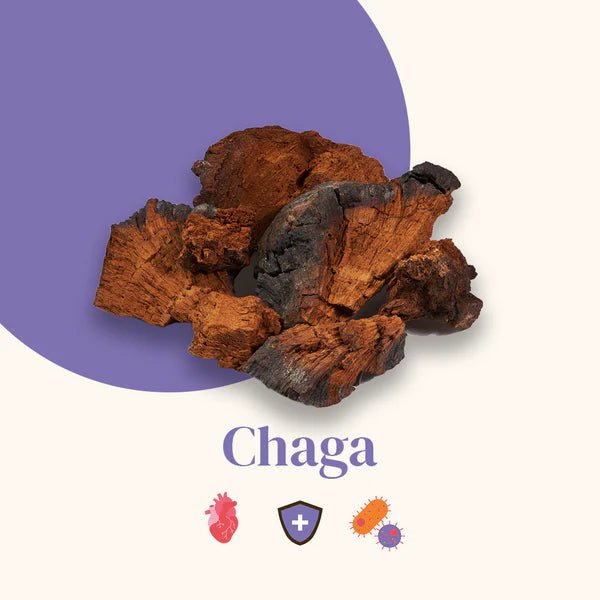 Illustration champignon Chaga