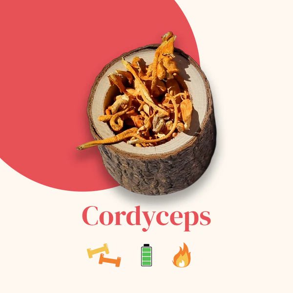 Illustration champignon Cordyceps