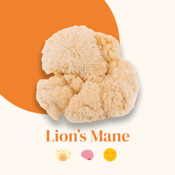 Illustration champignon Lion's Mane