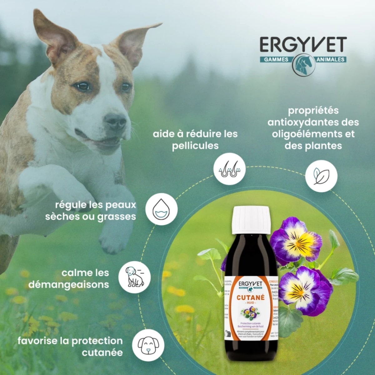 Bienfaits du ergyvet cutané