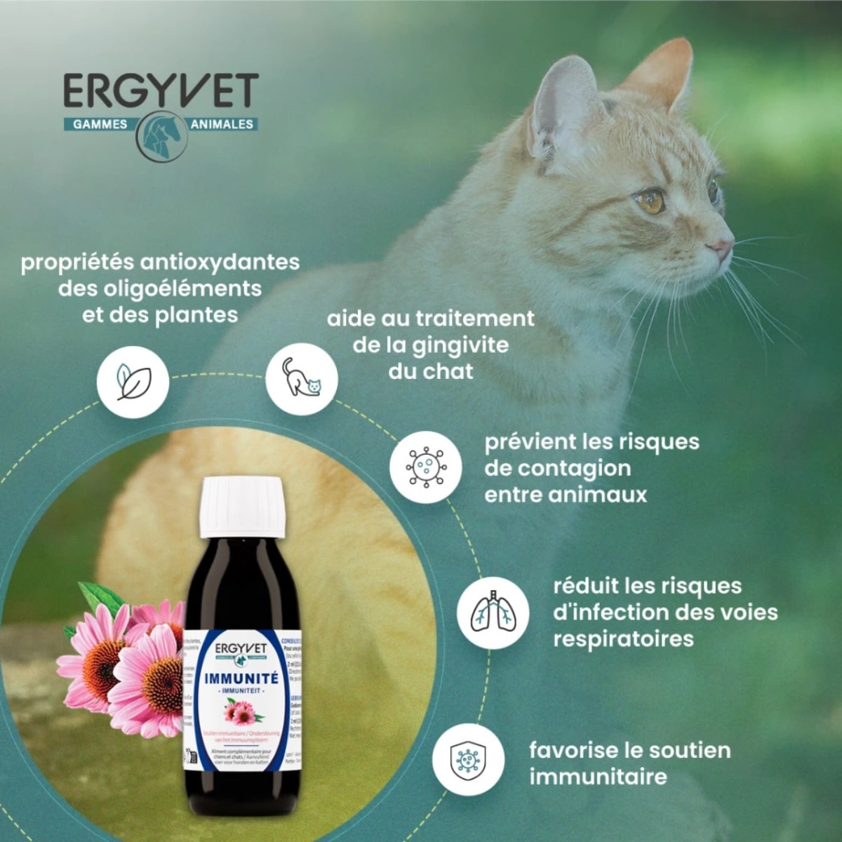 Bienfaits de Immunité de la marque Ergyvet