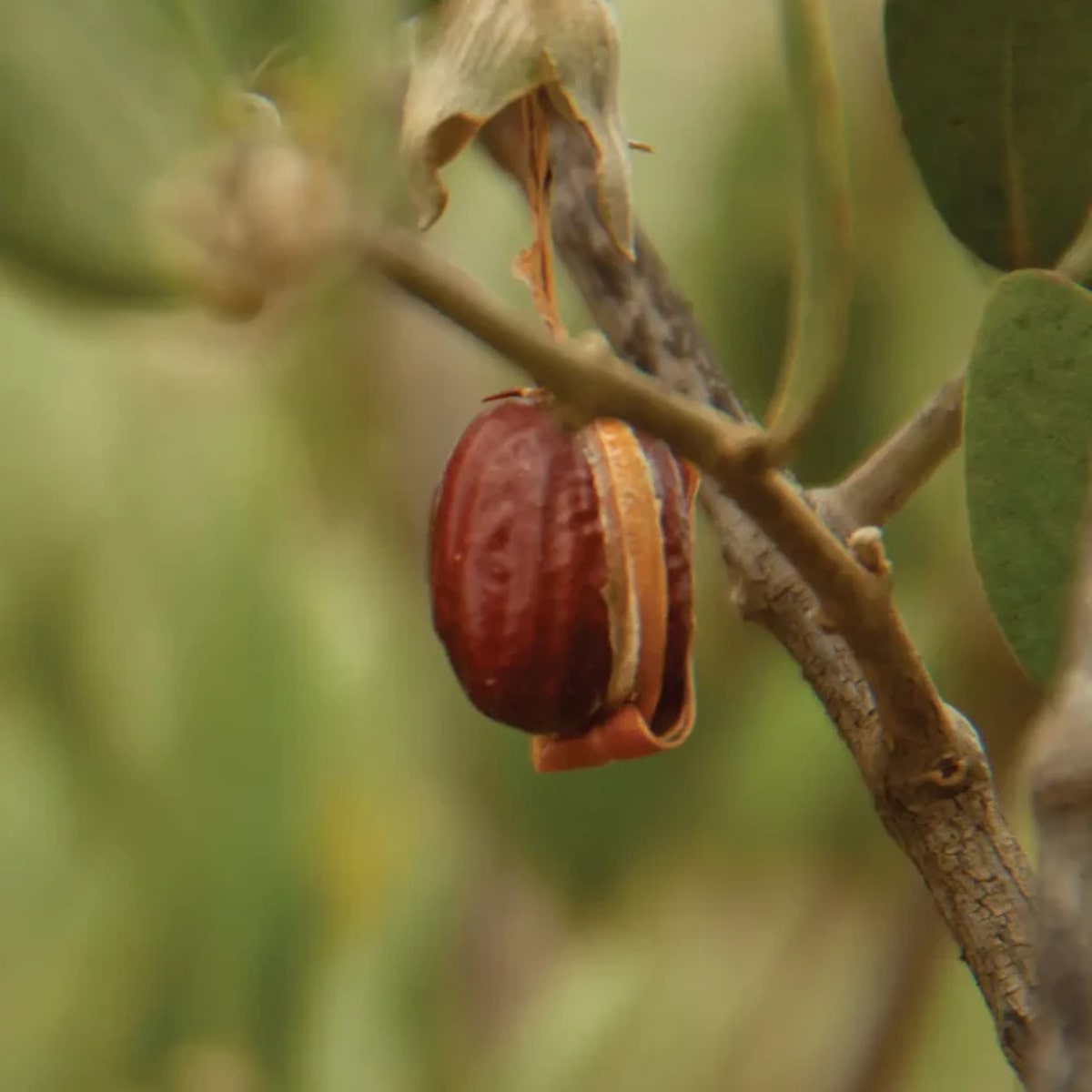 Fruit de jojoba sur un arbre