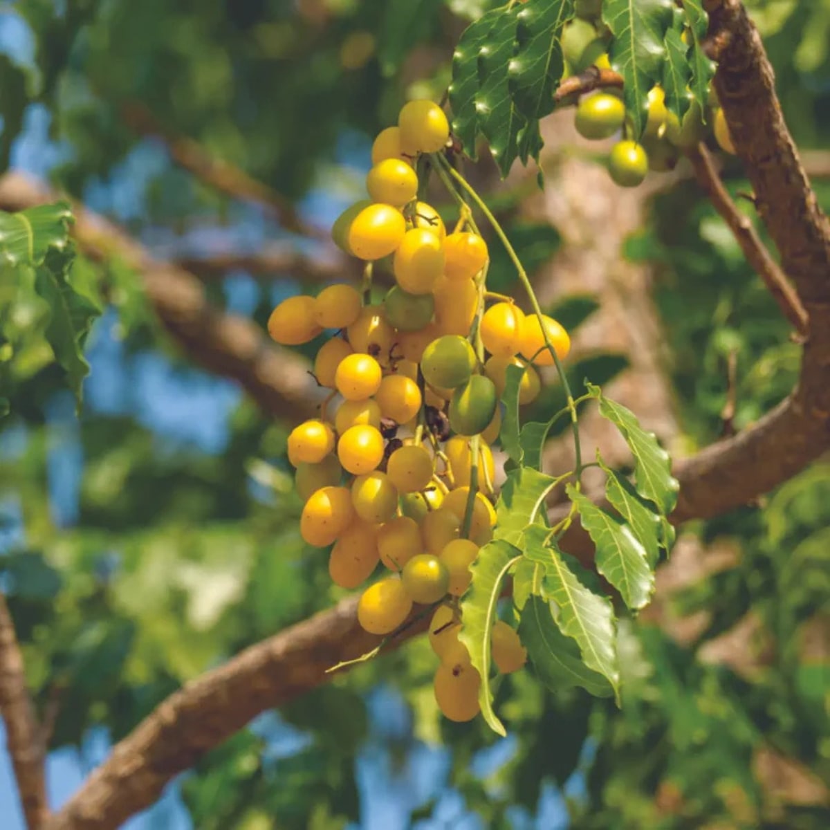 Une branche de margousier