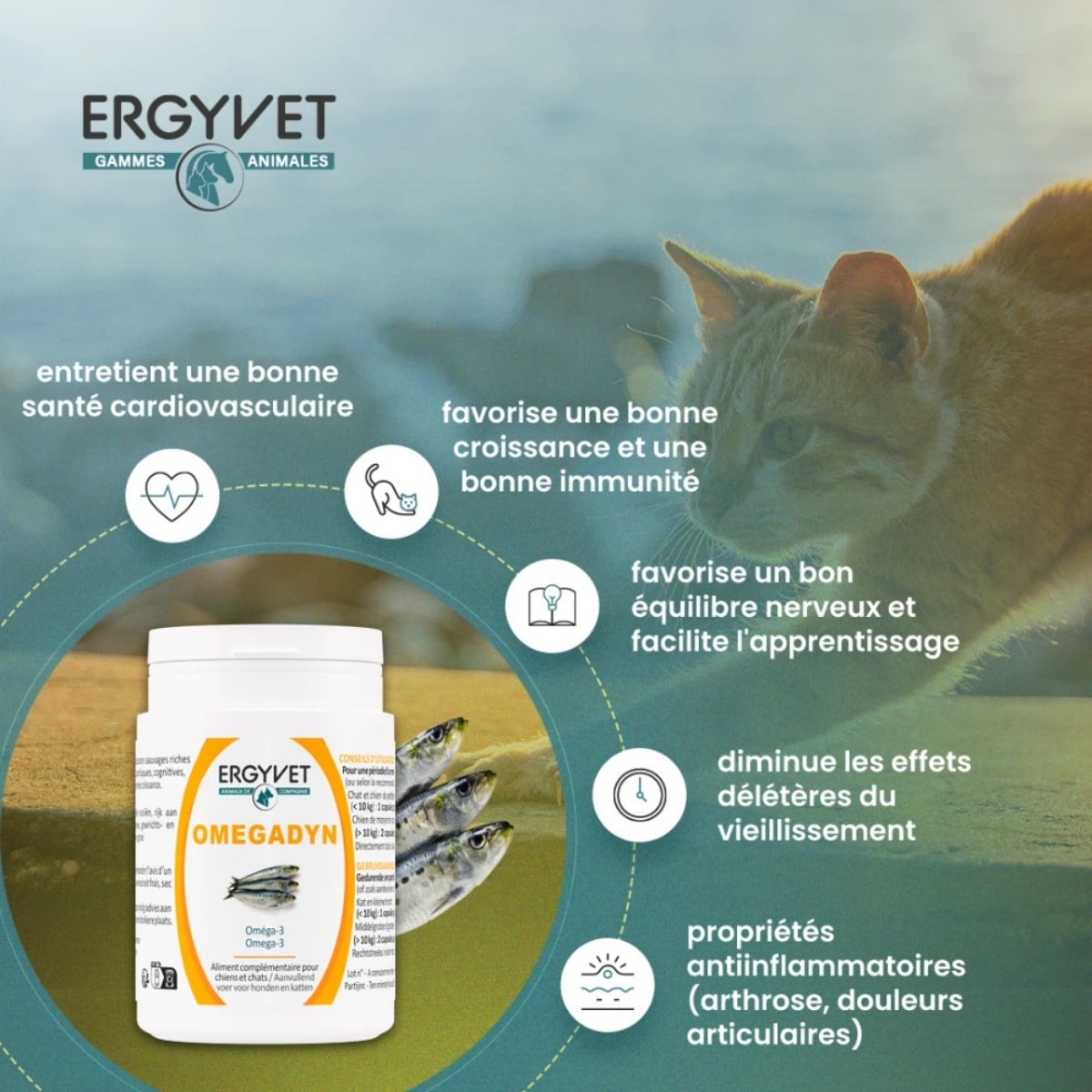 Bienfaits de Omegadyn de la marque Ergyvet