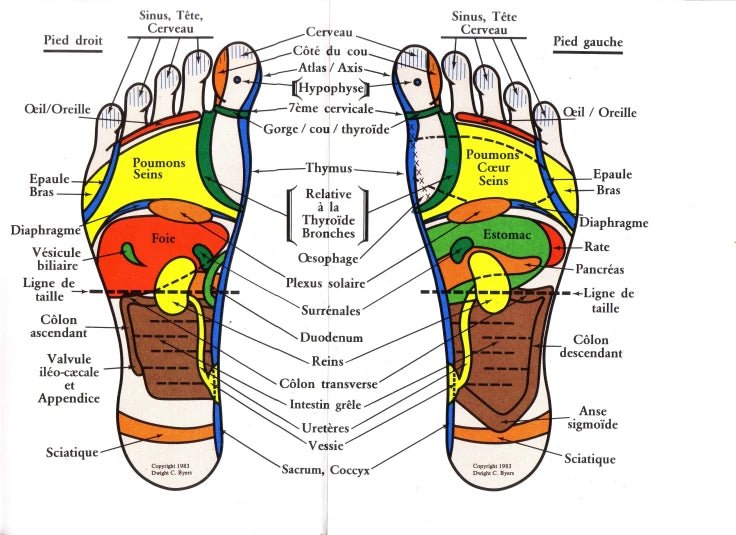 Les zones de réflexologie plantaire