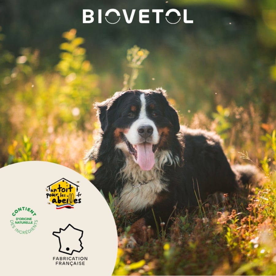 Un bouviers bernois dans la nature avec  les logos agriculture biologique, fabrication française et un toit pour les abeilles ainsi que le logo de la marque Biovetol