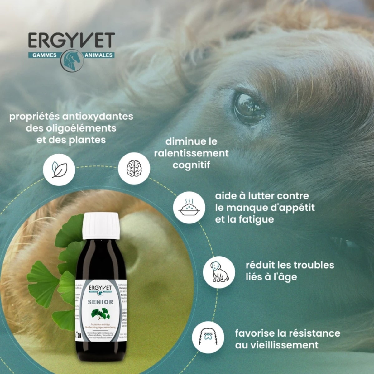 Bienfaits de Ergyvet Senior