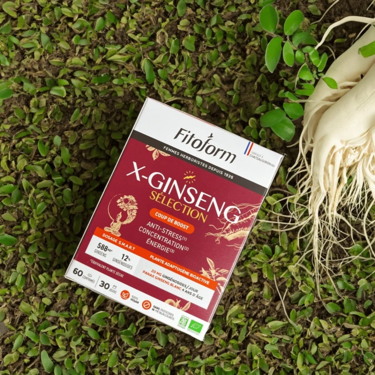 Une boîte de 60 gélules de X-ginseng de la marque fitoform posé sur une pelouse avec une racine de ginseng